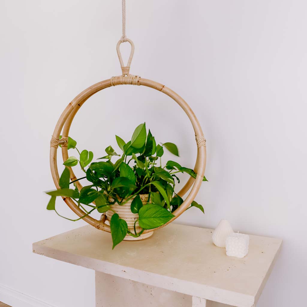 rattan plant hanger Oscar Rattan Hanging Plant Stand