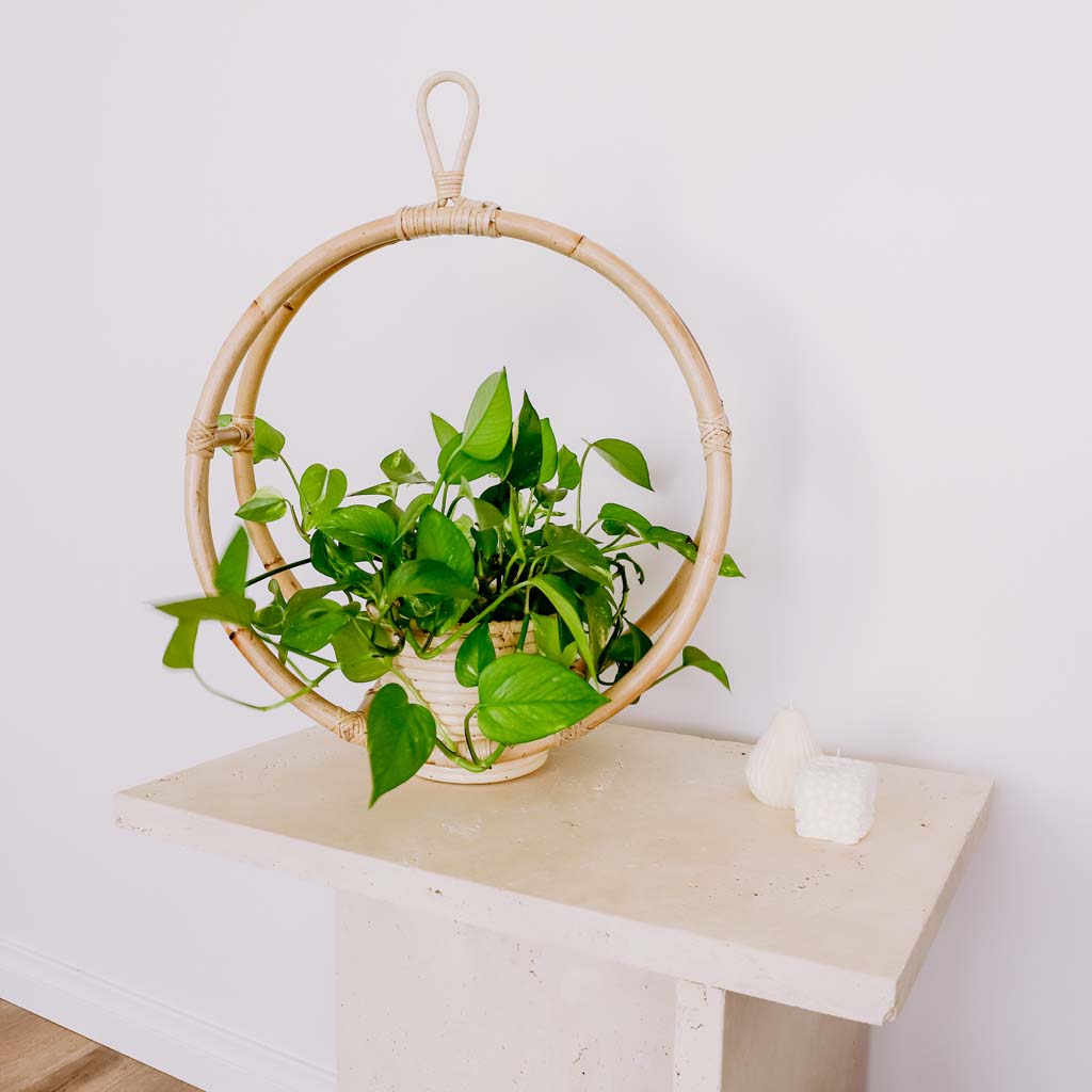 bamboo hanging plant stand Oscar Rattan Hanging Plant Stand