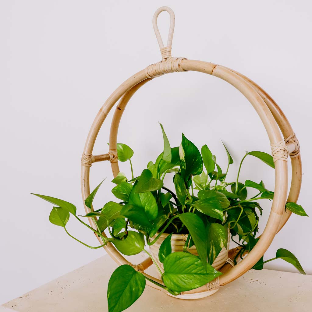 hanging money plant decoration ideas Oscar Rattan Hanging Plant Stand